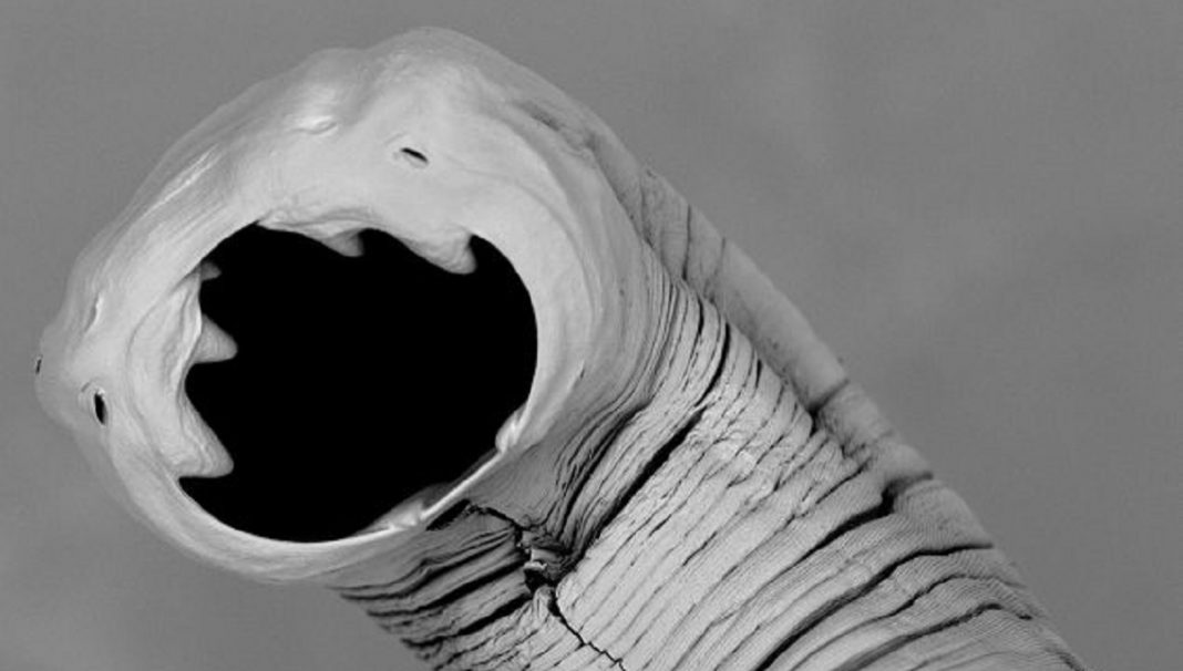 1 Paragen Bio, a 6 million dollar startup that fights hookworms